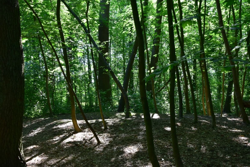 Gut Karlshöhe Wald